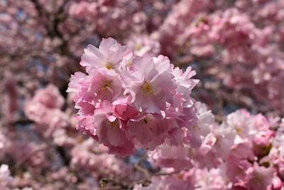 Cereja em flor japonesa