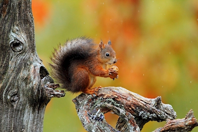 Orava sateessa