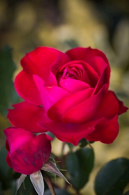 Rød rose - symbol på kærlighed