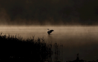 Labuť v ranní mlze