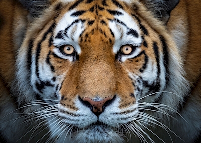 De tijger ziet je..