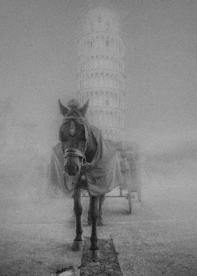 Cavalo de carruagem em Pisa