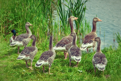 La familia Goose