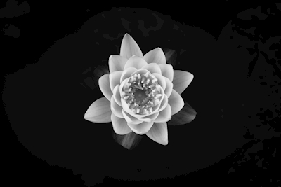 Flor de lírio de água branca