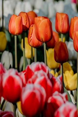 Farverige tulipaner