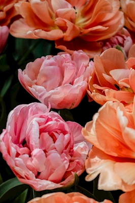 Roze en oranje bloemen