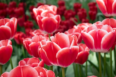 Paysage des tulipes rouges