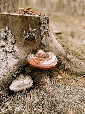 Stump with polypore