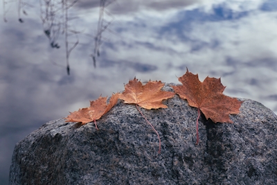 Tre foglie su una roccia