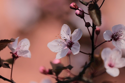 Flor de cerejeira