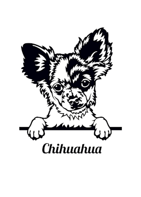 Chihuahua plakat