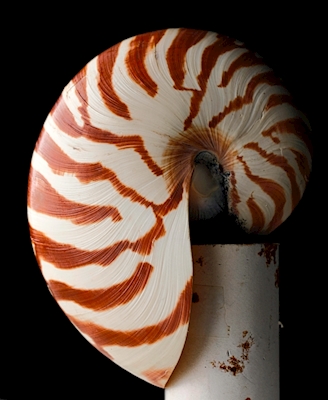 Nautilus # 2