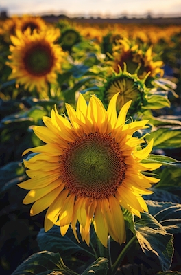 New Sunflowers