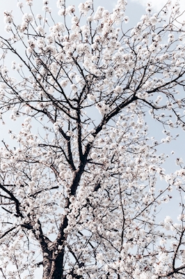 Kirsikkapuu