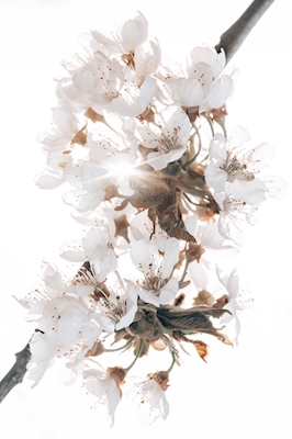 Cherrie Blossom
