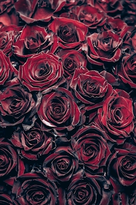50 red Roses