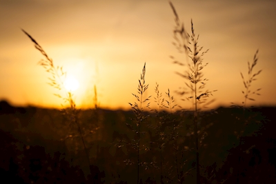 Kornsilhuet og solnedgang