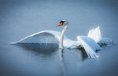 Mute swan stuck in ice