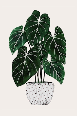 Philodendron-Pflanze
