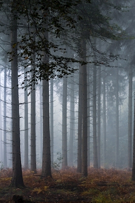 Dimmig skog 