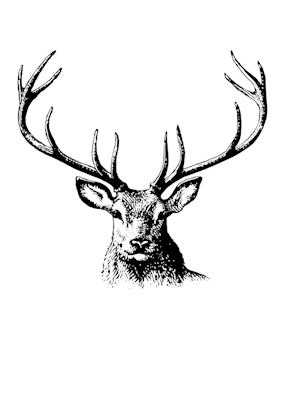 Deer Poster