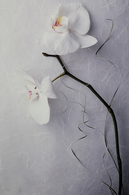 orchid on washi paper