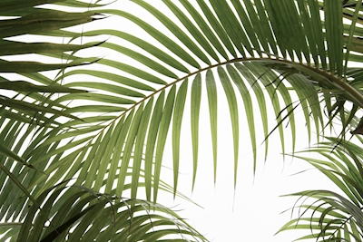 Feuillage de palmier