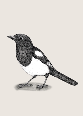  Magpie pen drawing