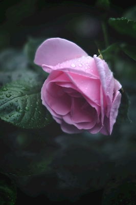Lluvia en el jardín de rosas