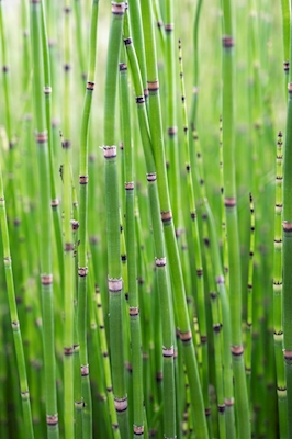 Achtsamer Bambus