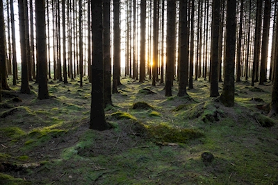 Antiguo bosque noruego