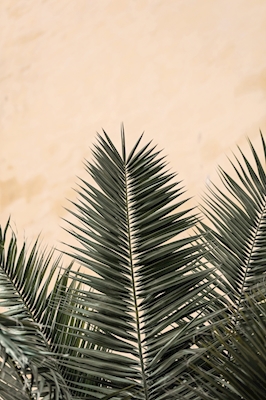 Palm Leaves and Wall 01