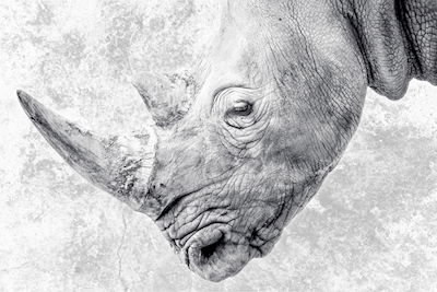 Graficzny nosorożec