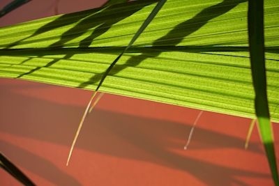 Abstract Green Coconut Leaf
