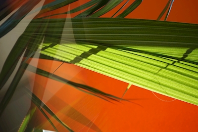 Abstract Coconut Leaf