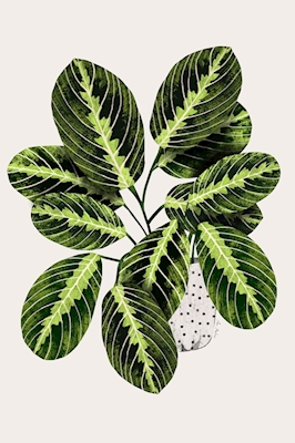Maranta Plant