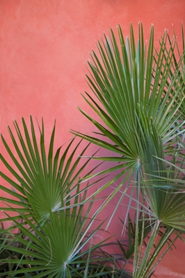 Green palm leaves on pink wall