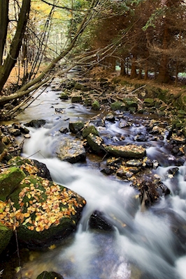 Arroyo de montaña en otoño