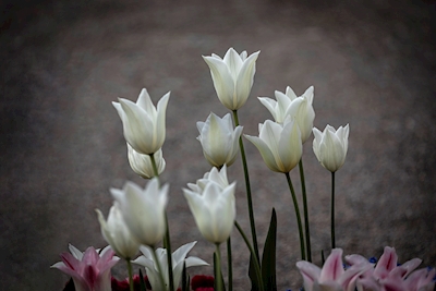 Hora de los tulipanes