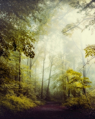 Ranní mlha v listnatém lese