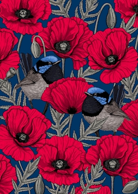 Fairy wrens and poppies