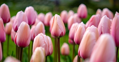 Et hav af lyserøde tulipaner