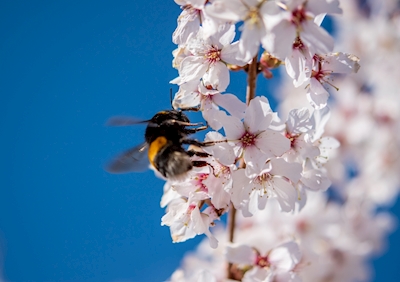 Bumblebee em flor de cerejeira