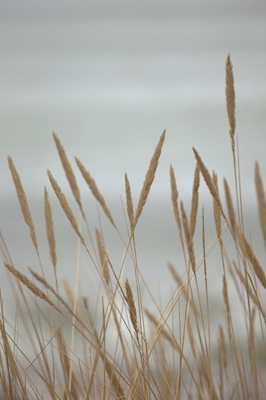 Nature image with beige reeds