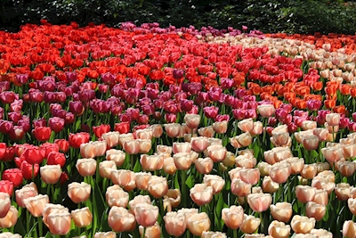 Fargerike tulipaner