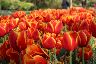 Tulipany Ognia