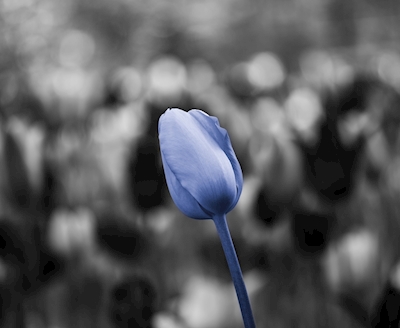 Blå tulipan