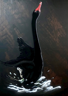 labuť černá