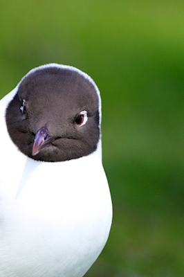 Peek-a-boo com gaivota-de-cabeça-preta