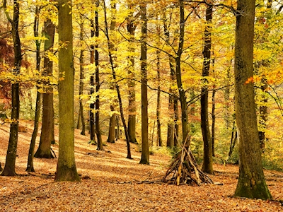 Krásný podzimní les